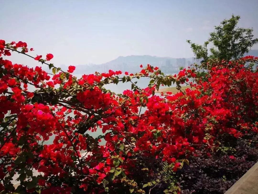 廣州全市實體書店、“花城書房”、農家書屋、報刊亭等連成“紅色書?！薄?木棉盛放，書香羊城換“紅裝”