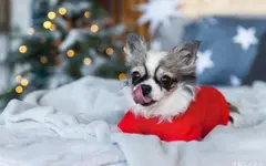 從實(shí)用到驚艷：如何用數(shù)字印刷重塑寵物食品包裝？